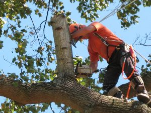 Boise Green Tree Service, 999 W Main St #100, Boise, ID 83702, 208-231-8886 Boise Tree Removal