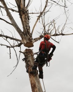 Mccall Tree Trimming