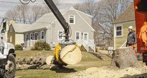 Boise Green Tree Service, 999 W Main St #100, Boise, ID 83702, 208-231-8886 Tree Removal Boise
