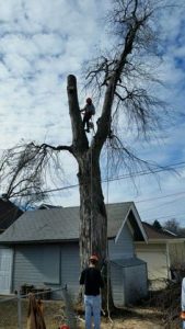 Boise Green Tree Service, 999 W Main St #100, Boise, ID 83702, 208-231-8886 Tree Removal in Boise