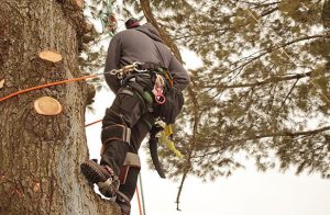 Tree Trimming in Mccall